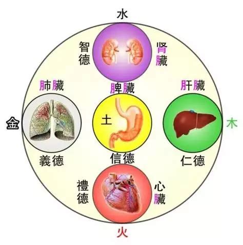 中醫裡面，土是屬於哪一個人的臟腑？